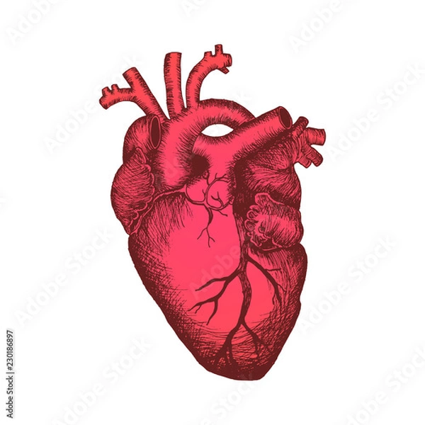 Obraz Anatomiczne ludzkie serce - szkic kolor na białym tle. Ręcznie rysowane szkic w stylu vintage grawerowania. Ilustracji wektorowych.
