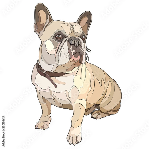 Fototapeta Sitting pug