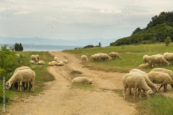 Fototapeta Sheep grazing in a meadow on Rodonit Peninsula, Albania. Adriatic Sea in the background.