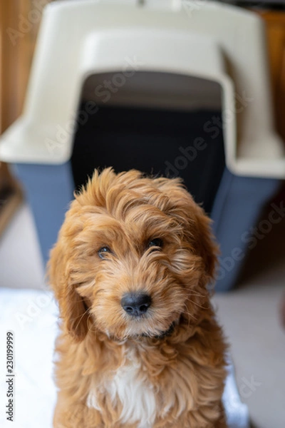 Obraz Goldendoodle, groodle puppy