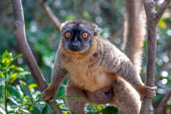 Obraz Lemur brunatny - Lemur czerwony (Eulemur rufus), Portret. Zagrożony, endemiczny ... Madagaskar.