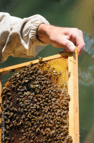 Obraz Beekeeper hands close up, working with bees in hive