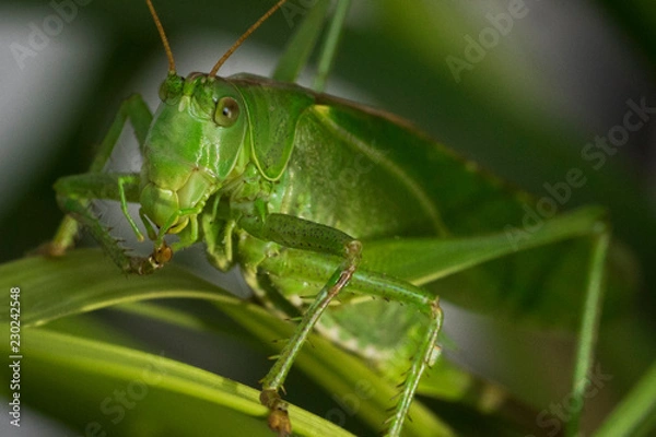 Obraz Grashüpfer Makro