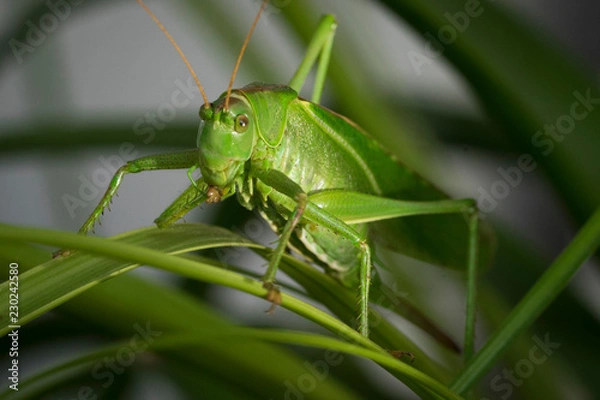 Obraz Grashüpfer Makro