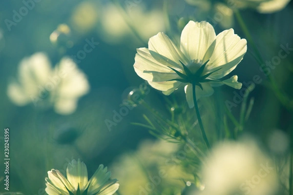 Obraz 光の当たるコスモス