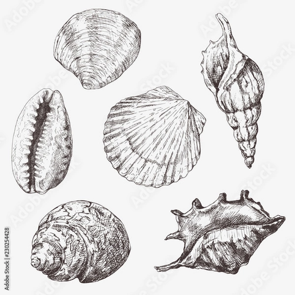 Fototapeta Hand drawn vector illustrations - collection of seashells. Marine set.