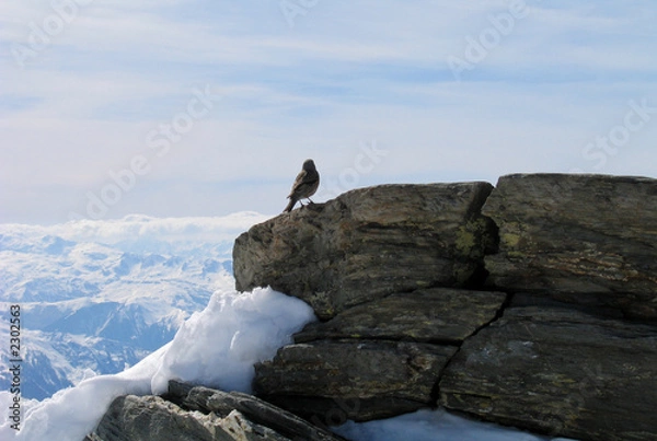 Obraz oiseau sur rocher