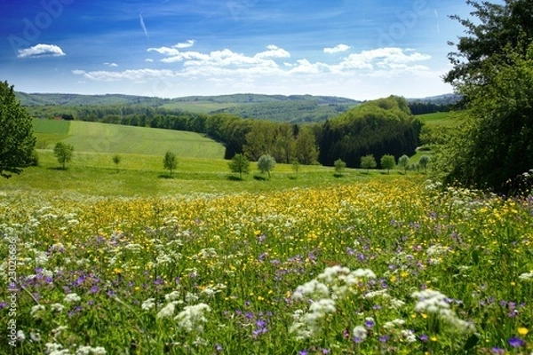Obraz Kwiatowa łąka