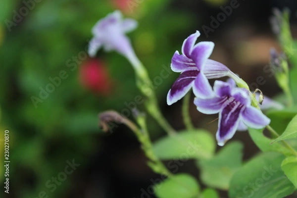 Obraz purple iris flower