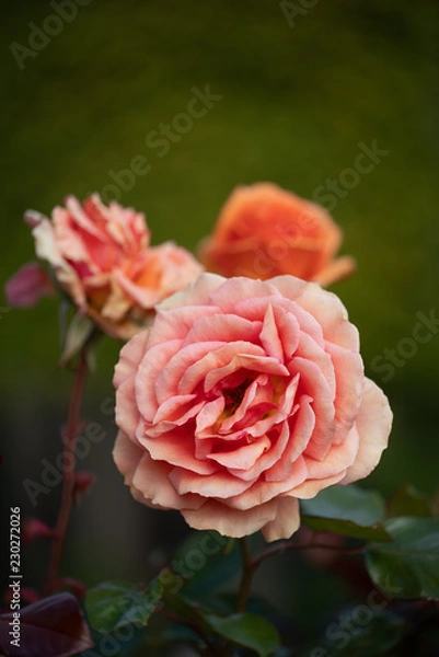 Fototapeta wunderschöne Blüte