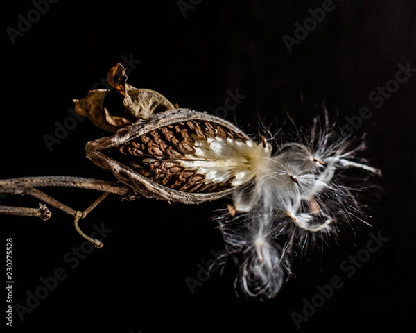 Obraz milk thistle pod