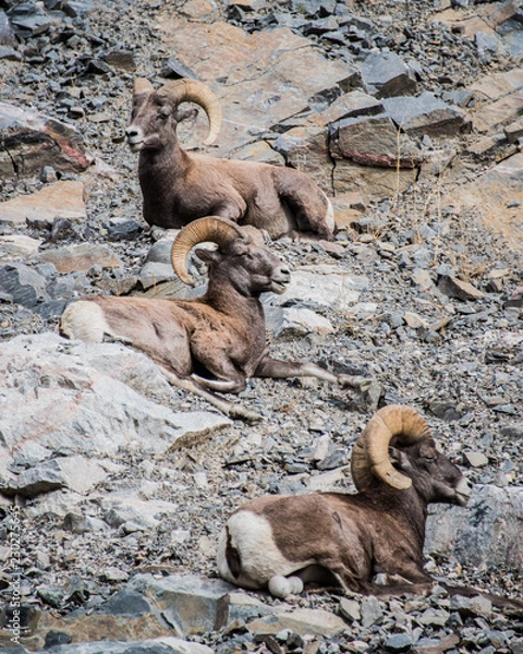 Obraz three big horn sheep 