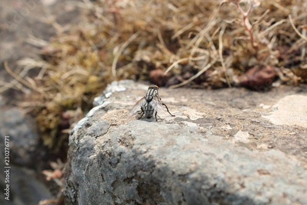 Obraz fly in jungle area