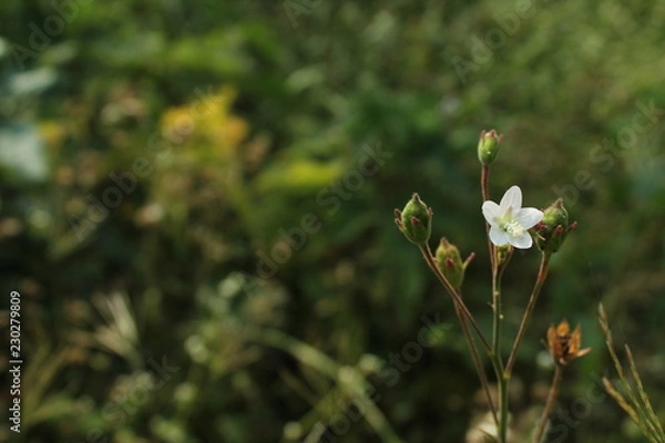 Obraz white flowers in spring