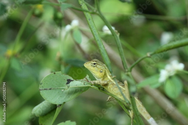 Obraz lizard on a leaf