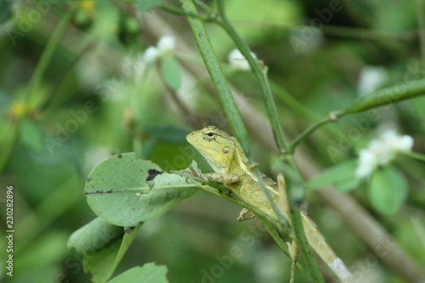 Obraz green lizard on a leaf
