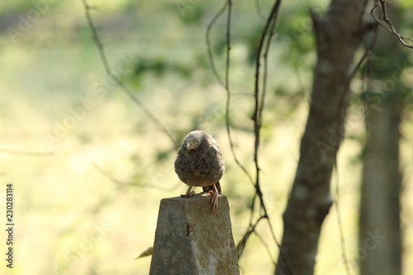 Obraz Bird with insect