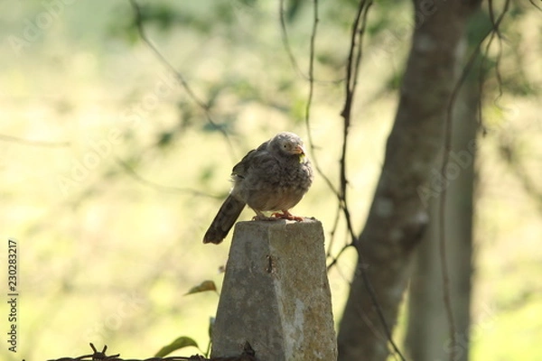 Obraz Bird sitting on pole with insect