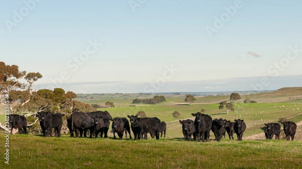 Fototapeta COW AUSTRALIA