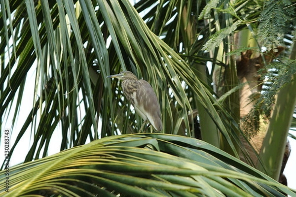 Obraz Indian Pond Heron