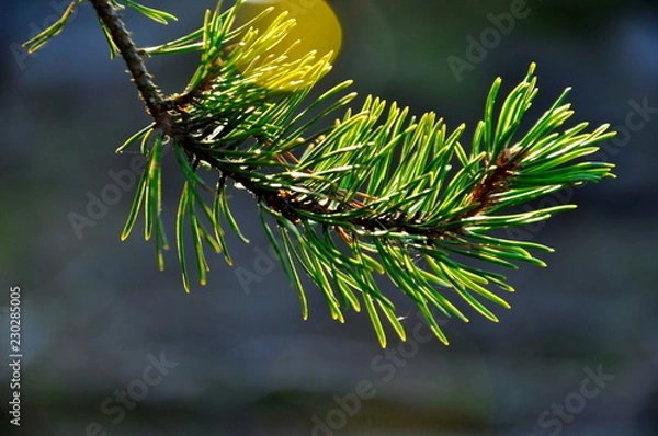 Obraz pine tree branch with cones