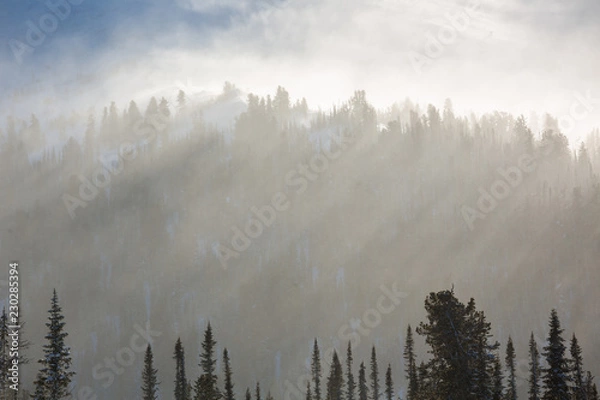 Fototapeta Trees covered with hoarfrost and snow in mountains. The sun's rays illuminate the trees.