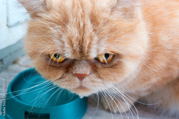 Obraz Sad red cat of exotic breed next to a bowl of water, a drop of water on his chin