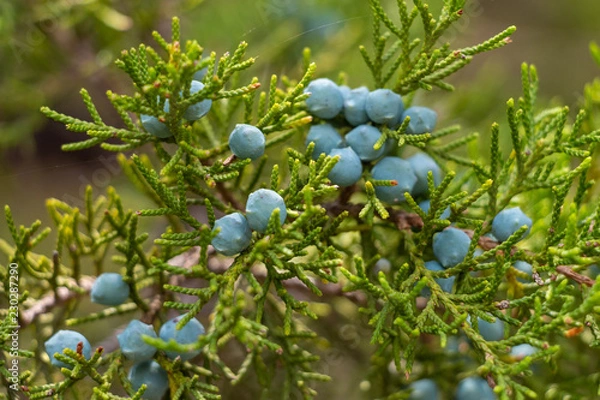 Obraz Juniper Berries, Juniperus ashei, Juniperus virginiana