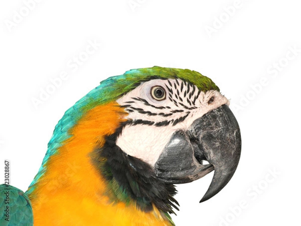 Obraz portrait macaw bird