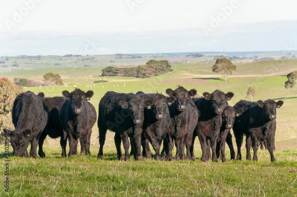 Fototapeta COW AUSTRALIA