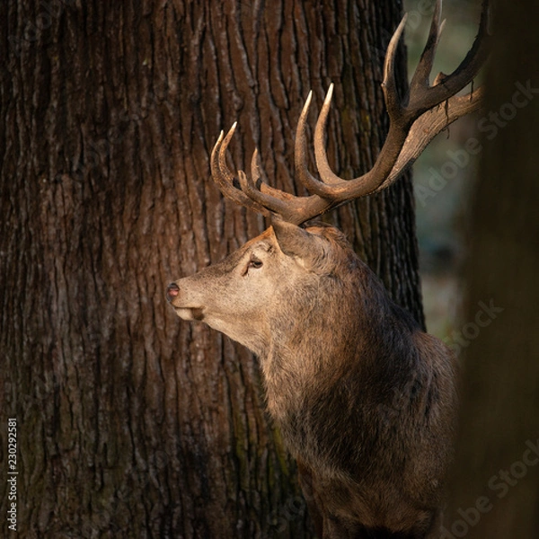 Obraz Beautiful portrait of red deer stag Cervus Elaphus in colorful Autumn Fall woodland landscape