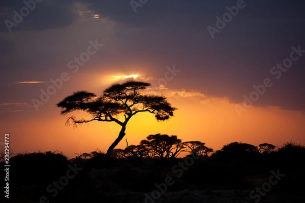 Obraz sunset im amboseli