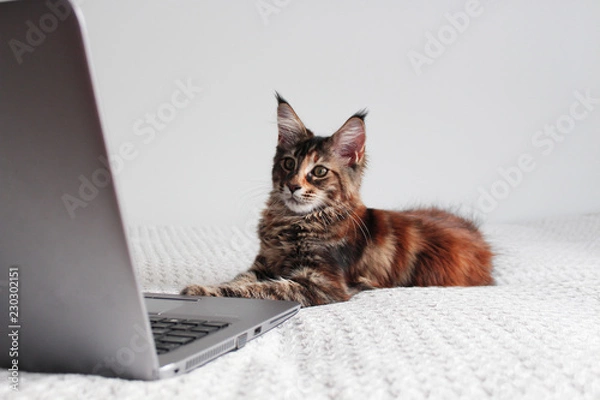 Fototapeta young maine coon kitten cat using a gray laptop on white background. working with computer concept
