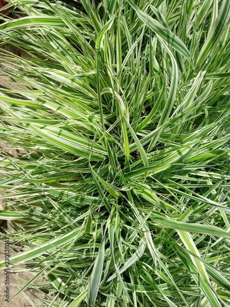 Fototapeta Трава