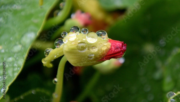 Obraz Nasturtium bud in raindrops