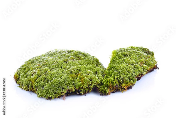 Fototapeta mech na białym tle