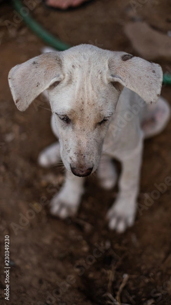 Obraz Thoughtful Dog