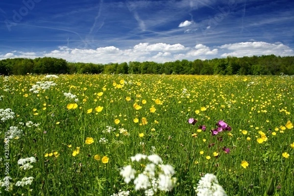 Fototapeta Blumenwiese