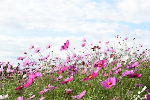 Fototapeta コスモスの花