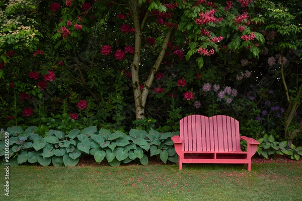 Fototapeta Isolated view of garden with hostas, mowed lawn, blooming trees and wooden fuschia adirondack garden bench, daytime, no sky