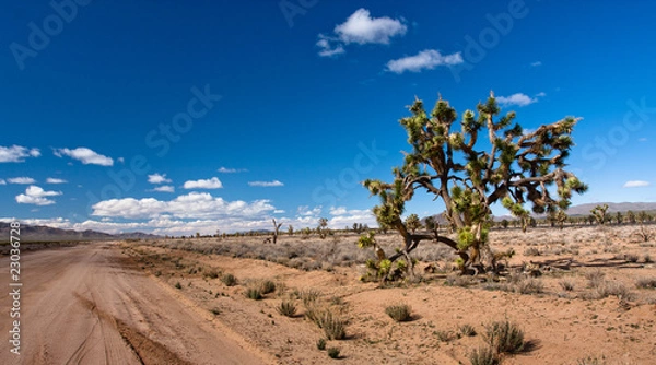 Fototapeta Joshua Tree