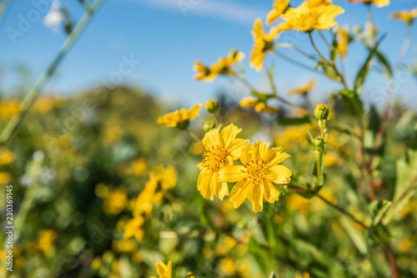 Obraz Ramtillkraut am Feld