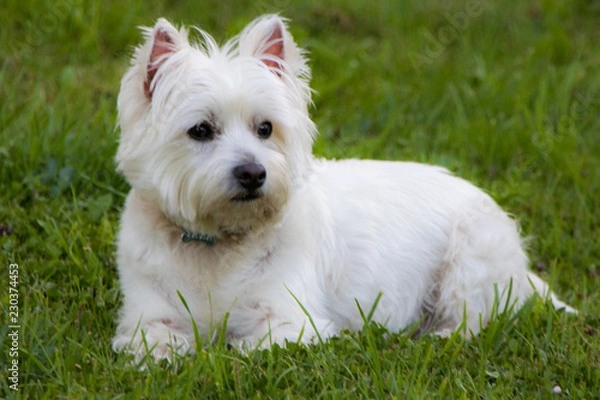 Obraz westie2
