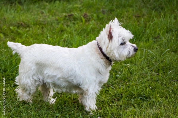 Obraz westie1