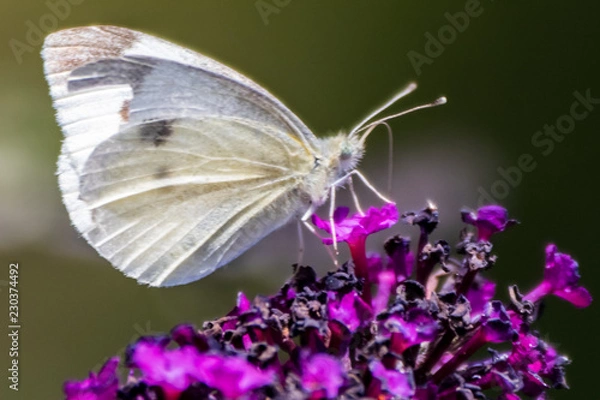 Obraz papillon macro 2