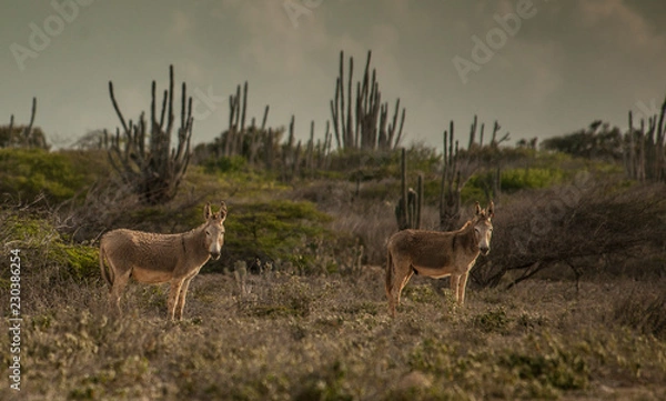 Fototapeta Bonaire