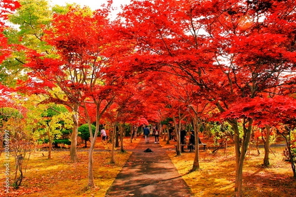 Fototapeta 北海道、札幌平岡樹芸センターの紅葉