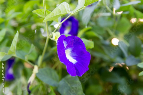 Obraz Butterfly pea flower