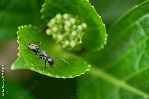 Fototapeta 蟻　昆虫