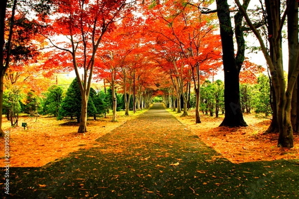 Fototapeta 北海道、札幌平岡樹芸センターの紅葉